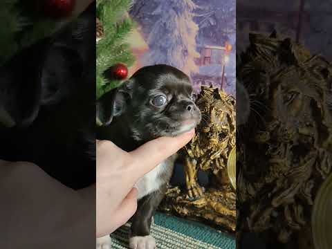 Глория / Щенки ЧИХУАХУА / ПРОДАЮ щенков МИНИ и СТАНДАРТ / питомник МАРИ МИСТИК Чихуа щенки