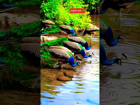 colourful peacocks groupdrinking🦚🦚 water#peacock#riversoundandbird #birds #nature#wildlife