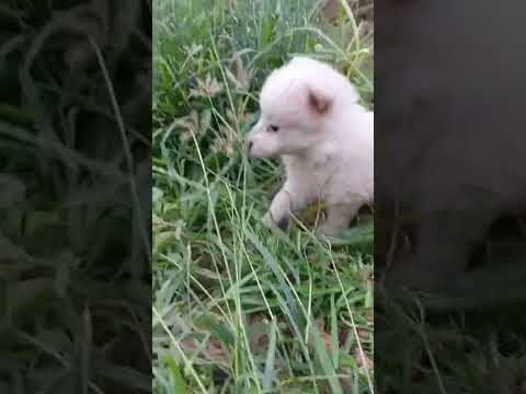 #puppylove #pomeranian #cuteanimals #cutedog #kidsvideo #puppy