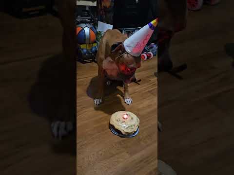 Dana  8th birthday 🎂 2024 #animals