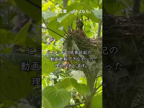 第五章　『さよなら』　#草食系家族のスローライフ　#ヒヨドリ 　#成長記録 　#巣立ち　 #癒し　 #かわいい　 #birds　#空の巣症候群