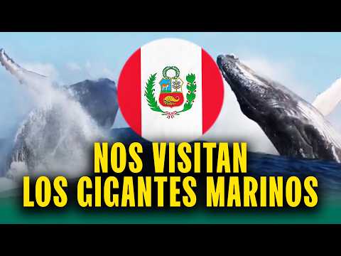 Ballenas en las costas del Perú: Un espectáculo que debes vivir