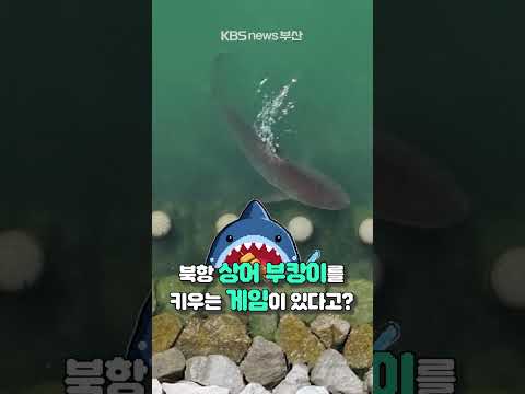 🦈 #상어 #<strong>북항친수공원</strong> #게임
