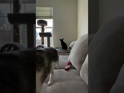 Esse gato é o verdadeiro chefe da casa 😂