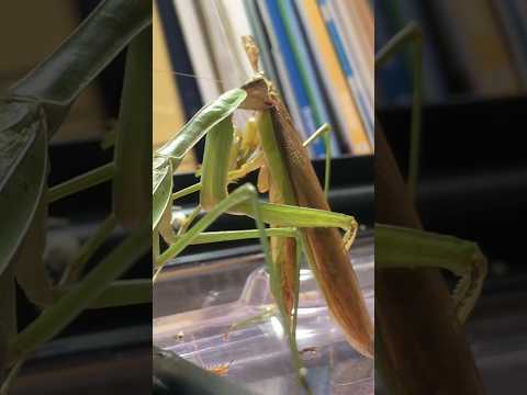 今推しがいないそこの君!!! #リチャードソンジリス #ハムスター #動物 #ジリス #8bit #リースくん #pets #リースくんルートくん #animals #ピー助