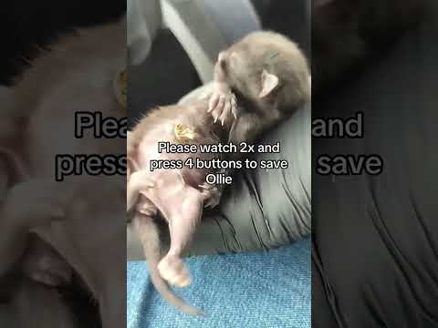 <strong>Support</strong> needed for Ollie. 💔 For us, you are already a little hero, a little miracle.