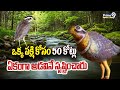 ఒక్క పక్షి కోసం 50 కోట్లు ఖర్చు..ఏకంగా అడవినే సృష్టించారు | Shocking Facts On Kalivi Kodi History
