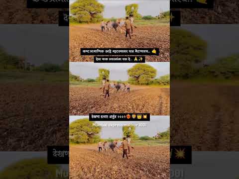 1001मथुर & मेहबूब 1001| 🙌कष्ट प्रामानीक आहे | म्हणजे यश तर  |भेटणारच 💪| #bailgada #bailgadasharyt