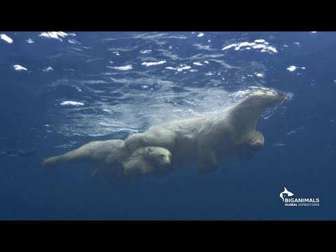AMOS - De wildernis volgens Amos Nachoum'