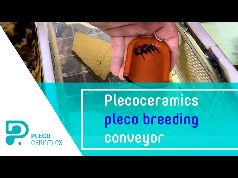 Plecoceramics pleco breeding conveyor Haven’t seen you for a long time. This video about Plecoceramics breeding conveyor. We started imp