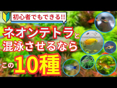 【混泳の極意】ネオンテトラがさらに美しく見える！混泳におすすめの熱帯魚を解説します