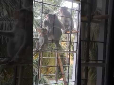 😱Gandhi'Ji ke 3🐒❤️#shorts#ytshorts#youtubeshorts#viral#reels#shortsfeed#explore#trending#tiktok#song