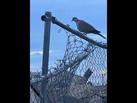 Daily dose of pigeons 5