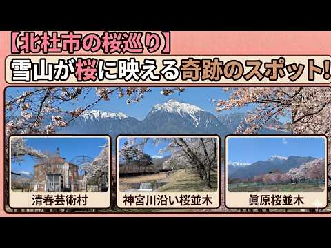 北杜市の桜巡り　雪山が桜に映える奇跡のスポット