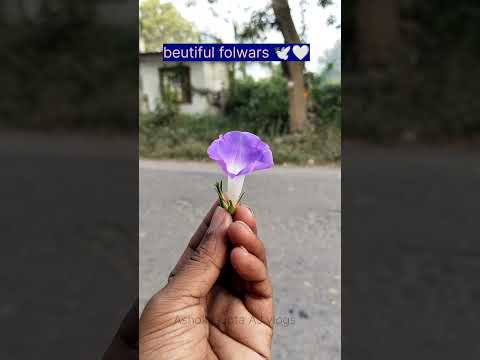Rajasthani flute song (beautiful flowers) #shortvideo #youtabar #minivlog #vlog #trending #youtabary