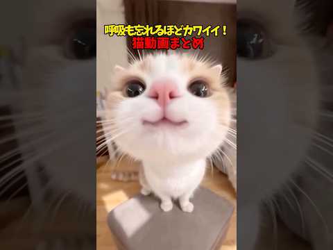 猫の動画サムネイル - ハァ…ハァ…息が…❤️ #猫 #cat #cats #cute