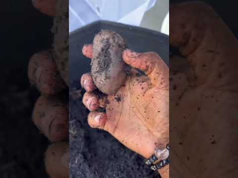 Potato Harvest #potato #harvest #garden #growyourownfood