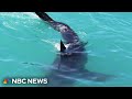 Back-to-back Florida shark attacks startle start to summer season