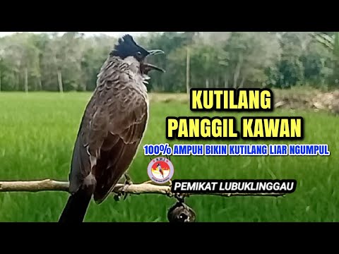 Suara Pikat Kutilang Ampuh 100%bikin kutilang liar emosi durasi panjang | cocok Panggilan & Masteran