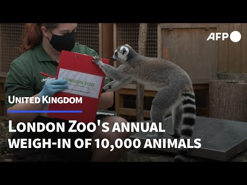 London Zoo holds annual weigh-in of animals | AFP