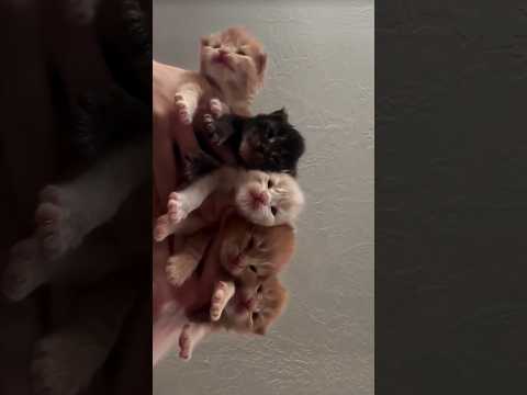 Cat meow ASMR fans, where you at? 😽🎧#cat #asmr #pets