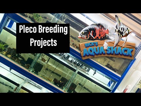Pleco Breeding Projects (Fishroom Tour) Didn’t have much planned for this video so here’s a run through all my projects. Be sure to chec