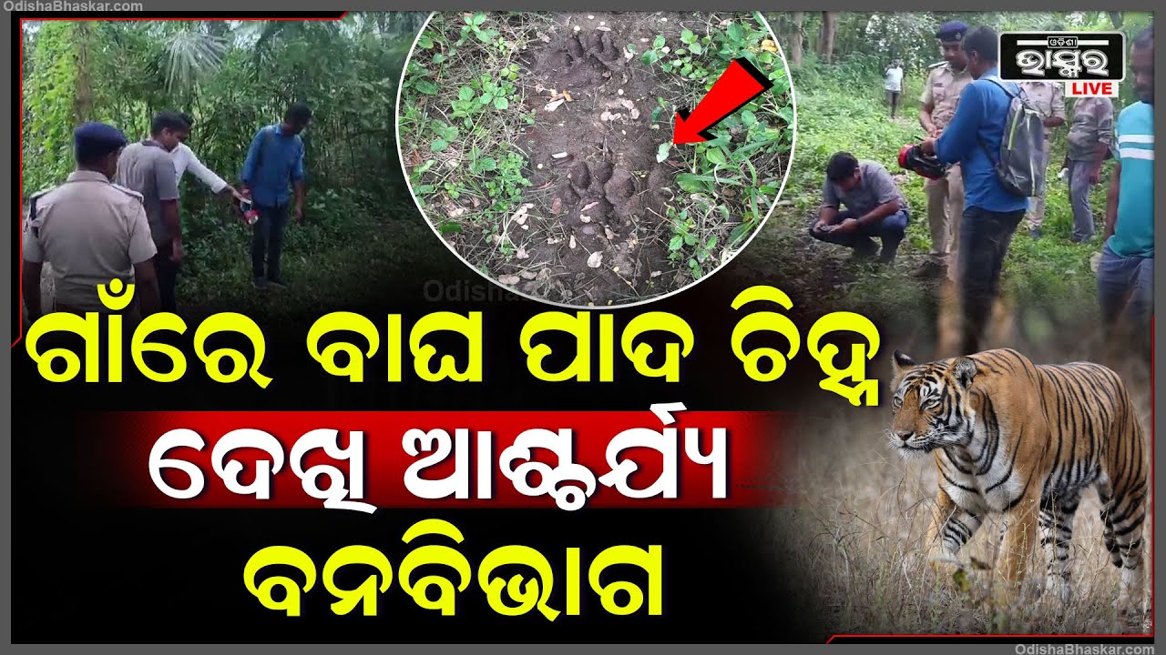 ଗାଁରେ ବାଘ ପାଦ ଚିହ୍ନ ଦେଖି ଆଶ୍ଚର୍ଯ୍ୟ ବନବିଭାଗ, ଫୋଟୋ ଉଠାଇ ତଦନ୍ତ ଆରମ୍ବ କରିଛି...
