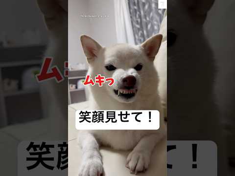 柴犬が見せるユニークな表情：『笑顔』と声をかけたらどうなる？ サムネイル
