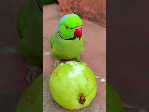 cute parrot 🦜 mithu 🌱 eating fruit 😋#eatingshow #eatingfruit #shortvideo #ringneckparrot #reels