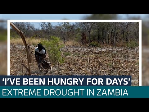 Drought 'caused by climate change' leaves Zambians on the cusp of hunger crisis | ITV News