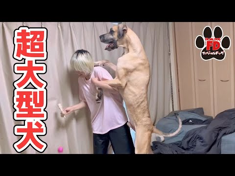 【超大型犬】ついにやりました。ママのアレを…