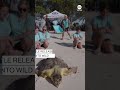 Rescued 200-pound loggerhead sea turtle released back into the wild - ABC News  - 00:39 min - News - Video