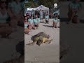Rescued 200-pound loggerhead sea turtle released back into the wild - ABC News