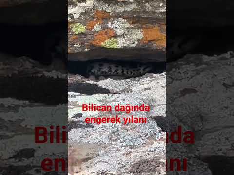 mollakent bilican dağı engerek yılanı #snacks #muş #bulanık #doğa #nature #naturelovers