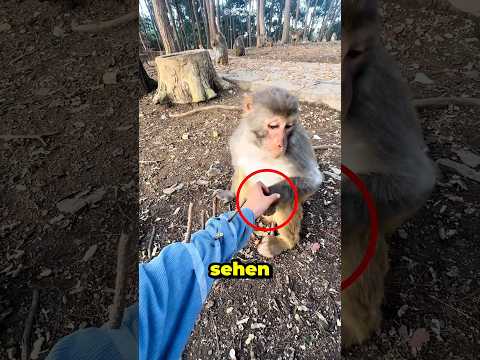 Ein intelligenter Affe überrascht alle 😂
