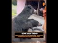 Viral Video: “Bear Baba” Feeds Wild Sloth Bears by Hand in Surajpur | News9 | #ytshorts  - 00:43 min - News - Video