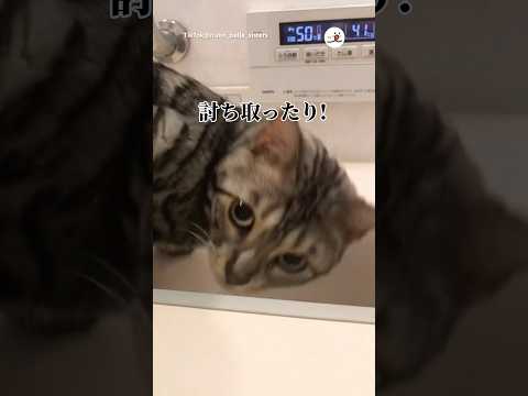 猫が王手をかける瞬間をお見逃しなく！癒し動画 サムネイル