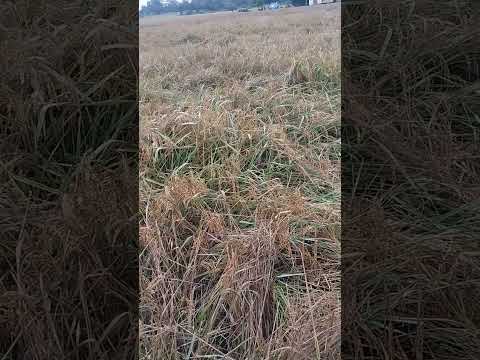 #bhojpuri #song shorts