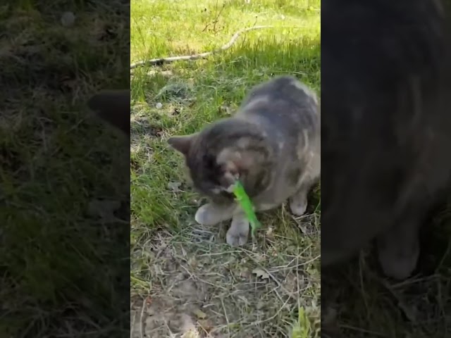 #cat #балансвселенной #kitten #силасознания #изобилие #funny #метафизик #cute #дыхание #материя