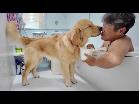 ２０年以上やっても未だに分からない。不思議な現象なんです。【Golden Retriever japan】