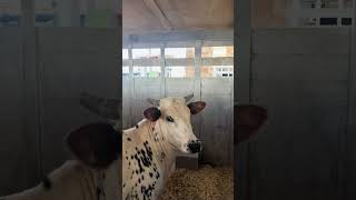 The toughest bulls on dirt are loaded up and making their way to Vegas 🤠