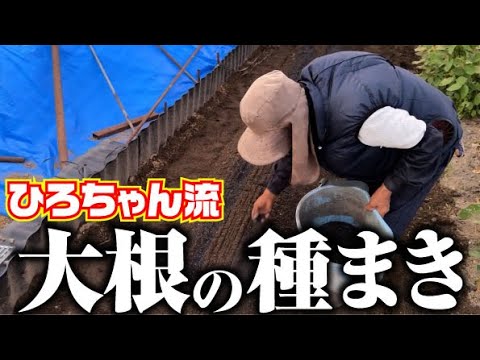【大根種まきは簡単】今年は早めに種まきします【耐病総太り】【みのる式種まき機】