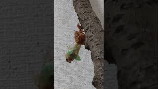 セミの羽化