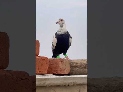 Kabutar 🕊️ lovers #funny #viral #automobile #comedy #facts #kabootarba #new