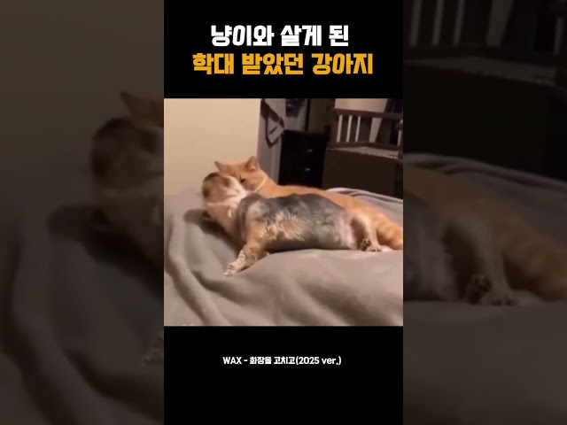 냥이와 살게 된  학대 받았던 강아지