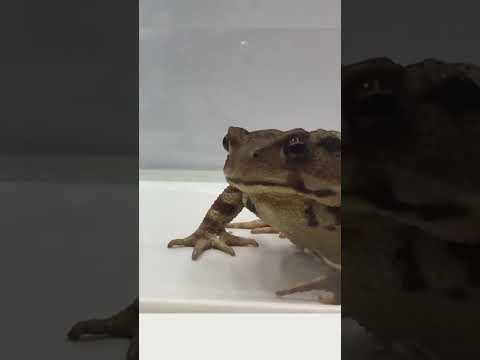 Watch a bombardier beetle escape from a toad’s stomach