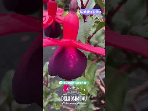 🌺 ‘Liebriez’ : Le fuchsia vivace robuste et ultra fleuri à découvrir 🌱✨ #fuchsiaflower #jardin