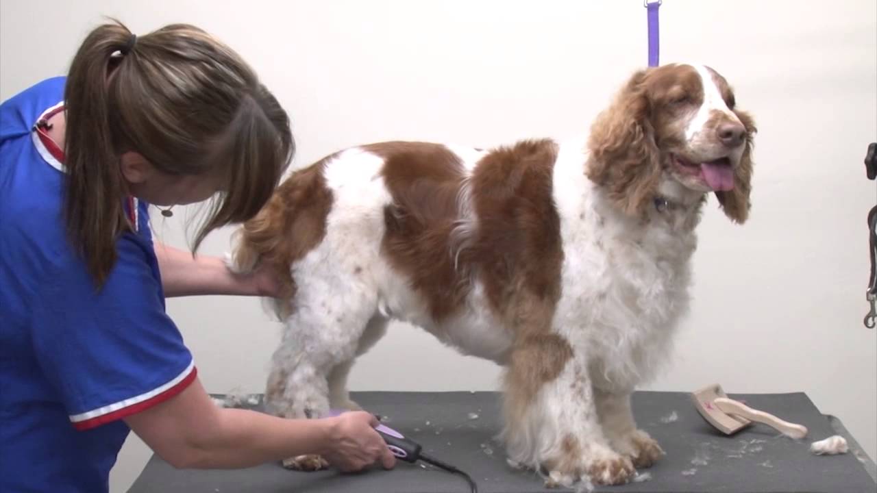 Grooming a Pet Welsh Springer Spaniel Using Carding, Clipping