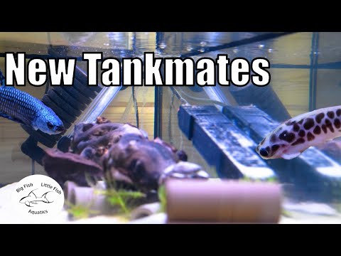 Ninja Catfish Tankmates | Wood Catfish Update Ninja Catfish Tankmates | Wood Catfish Update

In todays video, it is a quick update of my Ninja Cat