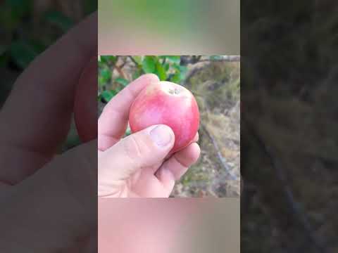 Фазаны поклевали яблоки #яблоки #apple #shorts